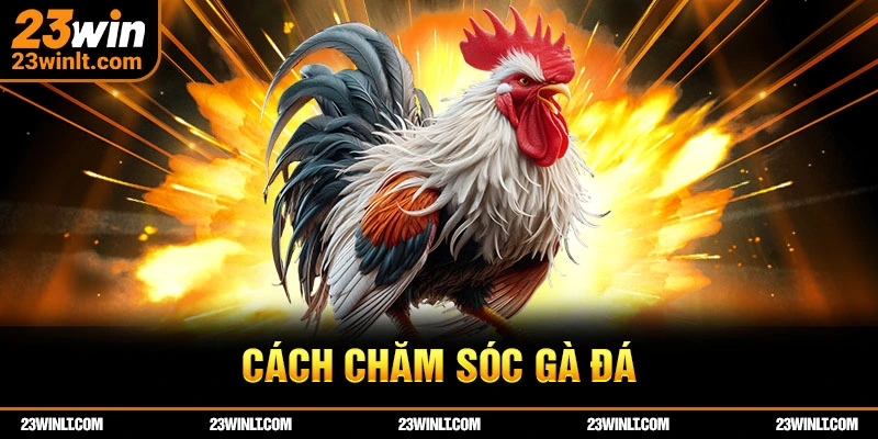 Cách Chăm Sóc Gà Đá 23WIN